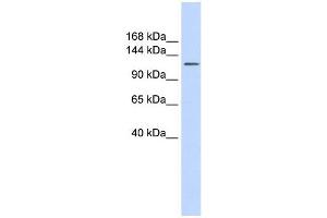 SLC24A1 antibody used at 1 ug/ml to detect target protein. (SLC24A1 抗体)