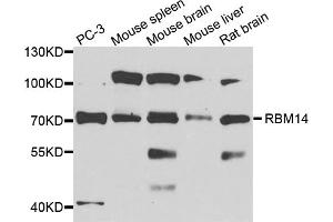 Western blot analysis of extracts of various cell lines, using RBM14 antibody (ABIN1874564) at 1:1000 dilution. (RBM14 抗体)