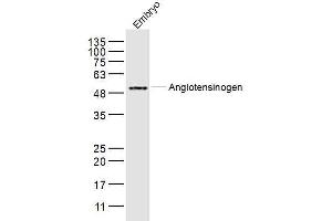 Mouse embryo lysates probed with Angiotensinogen Polyclonal Antibody, Unconjugated  at 1:300 dilution and 4˚C overnight incubation.