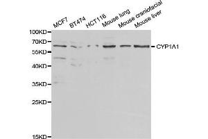 Western blot analysis of extracts of various cell lines, using CYP1A1 antibody (ABIN5971186) at 1/1000 dilution. (CYP1A1 抗体)