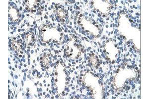 Image no. 1 for anti-THO Complex 4 (THOC4) (AA 58-107) antibody (ABIN203454) (THO Complex 4 抗体  (AA 58-107))