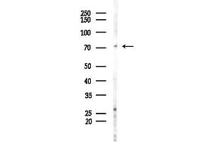 anti-Guanylate Binding Protein 4 (GBP4) (C-Term) antibody