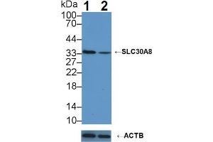 Western blot analysis of (1) Wild-type K562 cell lysate, and (2) SLC30A8 knockout K562 cell lysate, using Rabbit Anti-Human SLC30A8 Antibody (3 µg/ml) and HRP-conjugated Goat Anti-Mouse antibody ( (SLC30A8 抗体  (AA 263-369))