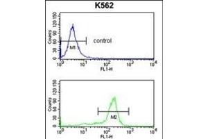 WDSUB1 Antibody (Center) (ABIN652763 and ABIN2842501) flow cytometry analysis of K562 cells (bottom histogram) compared to a negative control cell (top histogram). (WDSUB1 抗体  (AA 303-331))