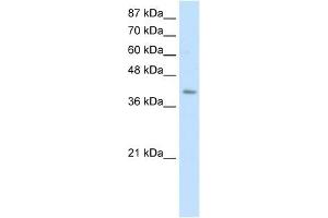 ERAL1 antibody used at 0. (ERAL1 抗体)