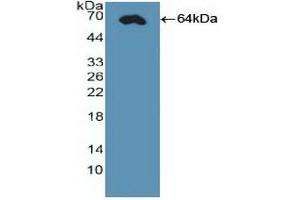 Figure. (CDX2 抗体  (AA 1-313))