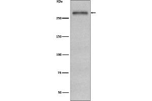 Western blot analysis of Fibronectin expression in HepG2 cell lysate. (Recombinant Fibronectin 抗体)