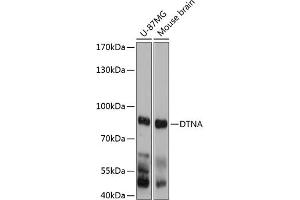 Western blot analysis of extracts of various cell lines, using DTNA antibody (ABIN6130949, ABIN6139849, ABIN6139850 and ABIN6215637) at 1:3000 dilution. (DTNA 抗体  (AA 240-480))