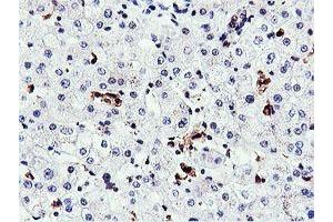 Image no. 6 for anti-Arginyl Aminopeptidase (Aminopeptidase B) (RNPEP) antibody (ABIN1500729) (RNPEP 抗体)