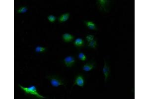 Immunofluorescence staining of U251 cells with ABIN7174397 at 1:100, counter-stained with DAPI. (FAM105B 抗体  (AA 1-287))