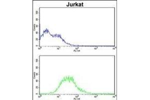 ATG14 Antibody (N-term) (ABIN388584 and ABIN2849826) flow cytometric analysis of Jurkat cells (bottom histogram) compared to a negative control cell (top histogram). (ATG14 抗体  (N-Term))