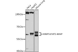Western blot analysis of extracts of various cell lines, using MMP14/MMP14/MT1-MMP Rabbit mAb (ABIN7268420) at 1:1000 dilution. (MMP14 抗体)