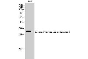 Western Blotting (WB) image for anti-Factor Xa Activated HC (cleaved), (Ile235) antibody (ABIN6286731) (Factor Xa Activated HC (cleaved), (Ile235) 抗体)