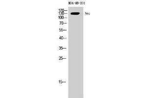 Western Blotting (WB) image for anti-Neuralized Homolog (Drosophila) (NEURL) (Ser352) antibody (ABIN3185828) (NEURL 抗体  (Ser352))