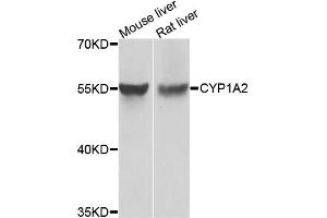 Western blot analysis of extracts of various cell lines, using CYP1A2 antibody. (CYP1A2 抗体)