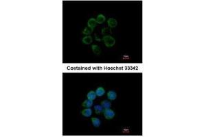 Immunofluorescence (IF) image for anti-Albumin (ALB) (C-Term) antibody (ABIN2855392)