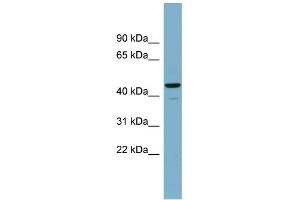 WB Suggested Anti-CANT1 Antibody Titration: 0. (CANT1 抗体  (Middle Region))