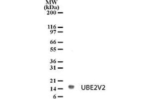 Image no. 1 for anti-Ubiquitin-Conjugating Enzyme E2 Variant 2 (UBE2V2) (AA 12-28) antibody (ABIN208904) (UBE2V2 抗体  (AA 12-28))