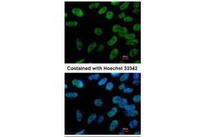 Immunofluorescence (IF) image for anti-Nanog Homeobox (NANOG) antibody (ABIN2854880)