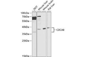 Western blot analysis of extracts of various cell lines, using CDC antibody (ABIN6127612, ABIN6138273, ABIN6138274 and ABIN6216282) at 1:1000 dilution. (CDCA8 抗体  (AA 1-280))