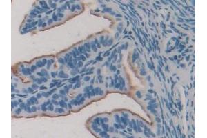 Detection of ERa in Mouse Oviduct Tissue using Polyclonal Antibody to Estrogen Receptor Alpha (ERa) (Estrogen Receptor alpha 抗体  (AA 233-483))