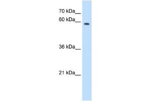MPND antibody (20R-1268) used at 0. (MPND 抗体  (N-Term))