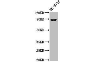 Western Blot Positive WB detected in: SH-SY5Y whole cell lysate All lanes: NPAS4 antibody at 7 μg/mL Secondary Goat polyclonal to rabbit IgG at 1/50000 dilution Predicted band size: 88, 26 kDa Observed band size: 88 kDa (NPAS4 抗体  (AA 445-585))
