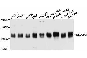 Western blot analysis of extracts of various cell lines, using DNAJA1 antibody (ABIN5997594) at 1:3000 dilution. (DNAJA1 抗体)