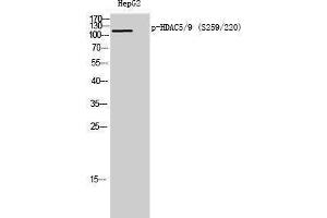 Western Blotting (WB) image for anti-HDAC5/9 (pSer220), (pSer259) antibody (ABIN3182198) (HDAC5/9 (pSer220), (pSer259) 抗体)
