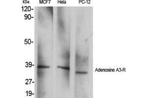 Western Blot (WB) analysis of specific cells using Adenosine A3-R Polyclonal Antibody. (Adenosine A3 Receptor 抗体  (C-Term))