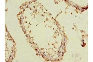 Immunohistochemistry of paraffin-embedded human testis tissue using ABIN7151978 at dilution of 1:100 (TMEM93 抗体  (AA 2-47))