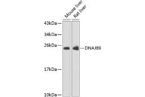 Western blot analysis of extracts of various cell lines, using DN antibody (ABIN6127771, ABIN6139715, ABIN6139716 and ABIN6223392) at 1:1000 dilution. (DNAJB9 抗体  (AA 24-223))