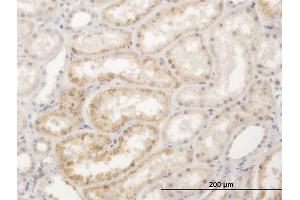 Immunoperoxidase of purified MaxPab antibody to LGMN on formalin-fixed paraffin-embedded human kidney. (LGMN 抗体  (AA 1-433))