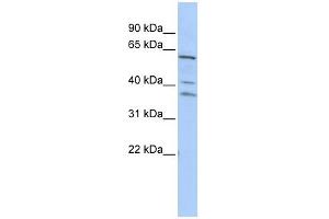 HRB antibody used at 1 ug/ml to detect target protein. (AGFG1 抗体  (Middle Region))