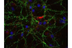 Indirect immunostaining of PFA fixed rat hippocampus neurons with anti-pantophysin (dilution 1 : 500; red) and mouse anti-synapsin 1 (cat. (SYPL1 抗体)