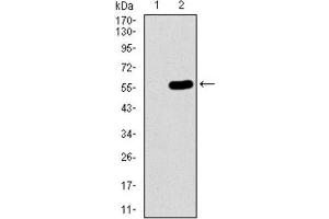 Western Blotting (WB) image for anti-Chromosome 17 Open Reading Frame 53 (C17ORF53) (AA 282-527) antibody (ABIN1842990) (C17orf53 抗体  (AA 282-527))