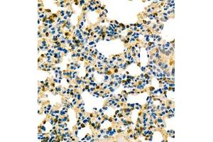 Immunohistochemistry analysis of paraffin embedded mouse lung using contactin-1 (ABIN7073572) at dilution of 1: 600 (Contactin 1 抗体)
