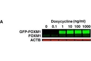 Generation of inducible GFP-FOXM1 expressing HEK293 cell lines. (FOXM1 抗体  (C-Term))