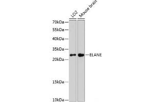 Western blot analysis of extracts of various cell lines using ELANE Polyclonal Antibody at dilution of 1:3000. (ELANE 抗体)