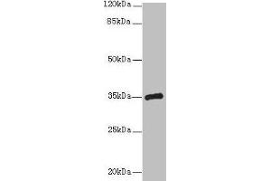 Western blot All lanes: CPXCR1 antibody at 5 μg/mL + Mouse brain tissue Secondary Goat polyclonal to rabbit IgG at 1/10000 dilution Predicted band size: 35 kDa Observed band size: 35 kDa (CPXCR1 抗体  (AA 1-301))