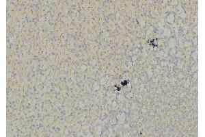 ABIN6278463 at 1/100 staining Mouse liver tissue by IHC-P. (FLT3 抗体  (C-Term))