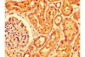 IHC image of ABIN7163704 diluted at 1:200 and staining in paraffin-embedded human kidney tissue performed on a Leica BondTM system. (PLXNB1 抗体  (AA 664-837))