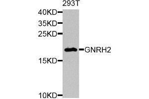Western blot analysis of extracts of 293T cells, using GNRH2 antibody. (GnRH2 抗体  (AA 24-120))