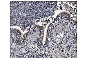 IHC analysis of KCNQ2 using anti-KCNQ2 antibody (ABIN7601522).