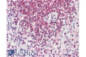 ABIN987270 (5µg/ml) staining of paraffin embedded Human Spleen. (HMHA1 抗体  (AA 57-71))