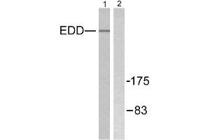Western Blotting (WB) image for anti-Ubiquitin Protein Ligase E3 Component N-Recognin 5 (UBR5) (N-Term) antibody (ABIN1848820) (UBR5 抗体  (N-Term))