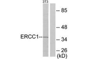 Western blot analysis of extracts from NIH-3T3 cells, using ERCC1 Antibody. (ERCC1 抗体  (AA 141-190))