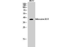 Western Blotting (WB) image for anti-Adenosine A3 Receptor (ADORA3) (C-Term) antibody (ABIN3183191) (Adenosine A3 Receptor 抗体  (C-Term))