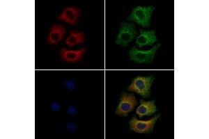 ABIN6261480 and ABIN6279422 staining Hela cells by IF/ICC.