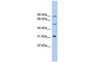 Image no. 1 for anti-Centrosomal Protein 57kDa-Like 1 (CEP57L1) (AA 141-190) antibody (ABIN6746415) (CEP57L1 抗体  (AA 141-190))